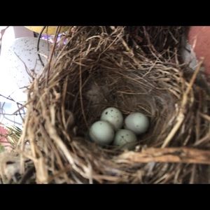 Meet your Posher, Connie